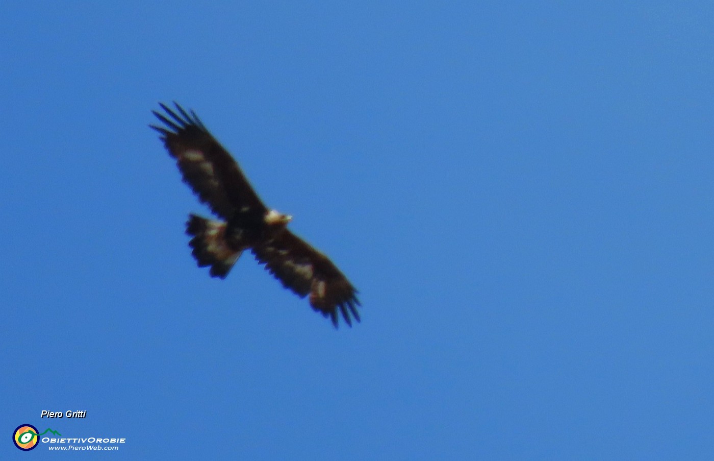 38 Aquila reale colta in volo.JPG